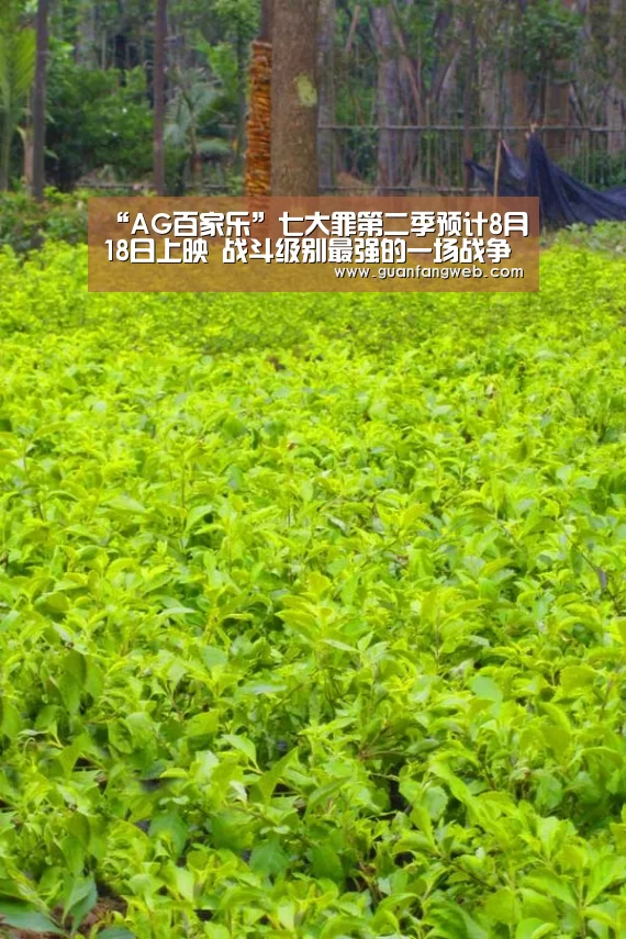 AG服务